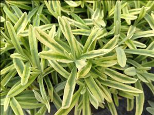 Lavandula a PLATINUM BLONDE TM Momparler PP23834 25 BR Plants