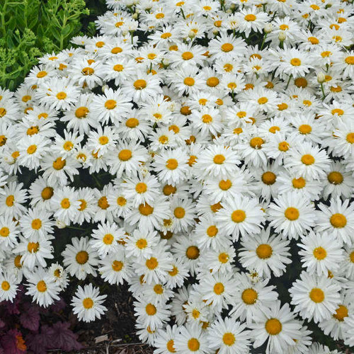 Leucanthemum s. 'Whoops-a-Daisy' PP27259 (30)ct Flat