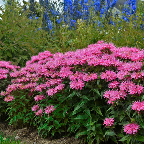 Monarda 'Bubblegum Blast' PPAF shipped from Grower to your door