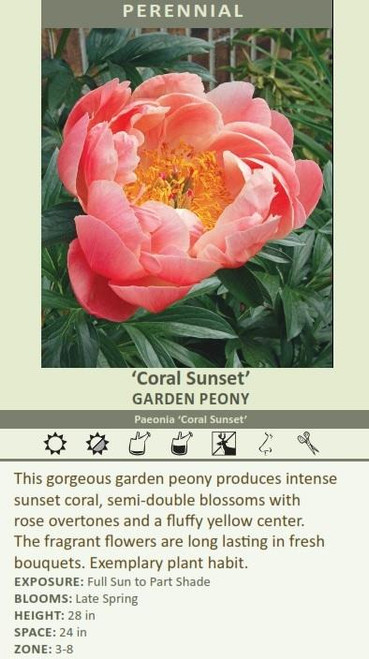 Paeonia Coral Sunset 10 plants