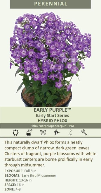 Phlox EARLY PURPLE TM Barphlopanearpur PPAF 25 BR Plants