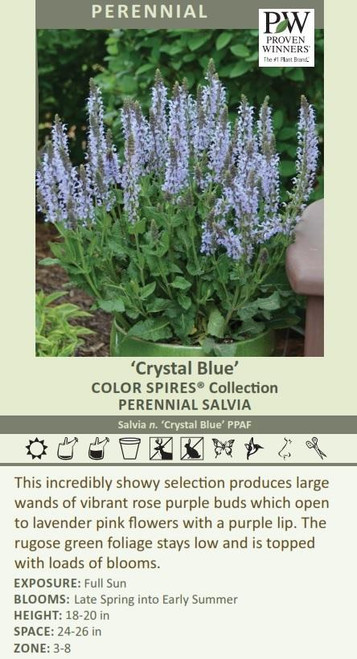 Salvia n Crystal Blue PPAF 25 BR Plants