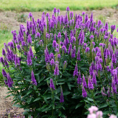 Veronica 'Very Van Gogh' PP27428 (25) BR Plants