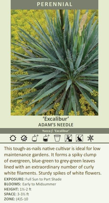 Yucca f Excalibur 25 BR Plants