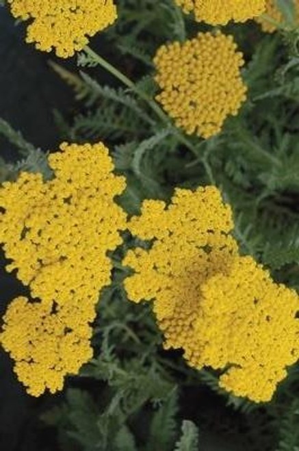 Achillea Coronation Gold 3.5 inch pot