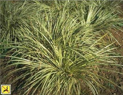 Acorus g Variegatus 3.5 inch pot