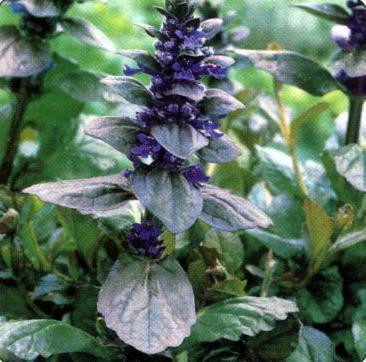 Ajuga reptans 'Catlins Giant' shipped from Grower to your door