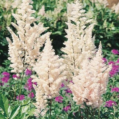 Astilbe arendsii Gladstone bare root plant
