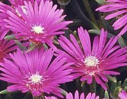 Delosperma cooperi 3.5 inch pot