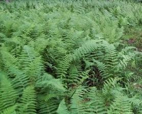 Dennstaedtia punctilobula bare root plant