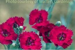 Dianthus g. 'Fire Star Imp.' PPAF