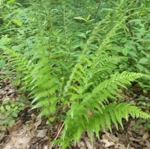 Dryopteris ludoviciana 3.5 inch pot