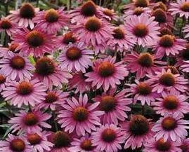 Echinacea purpurea 'Magnus' (3.5 inch pot)