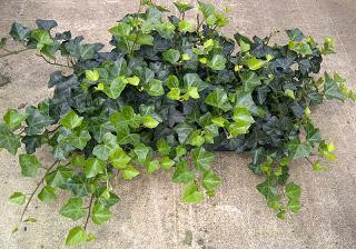 Hedera helix English 2.5 inch pot