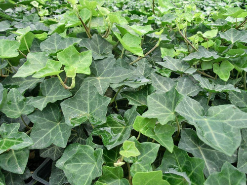 Hedera helix English bare root plant