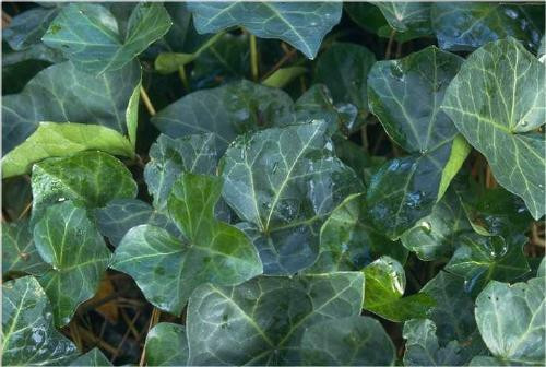 Hedera helix English bare root plant