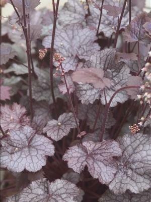 Heuchera americana Amethyst Mist 3.5 inch pot