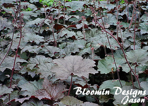 Heuchera micrantha Palace Purple 3.5 inch pot