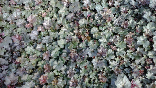 Heuchera micrantha Palace Purple 3.5 inch pot Heuchera micrantha Palace Purple 3.5 inch pot