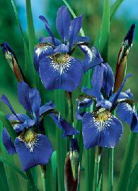 Iris siberica Caesars Brothers bare root