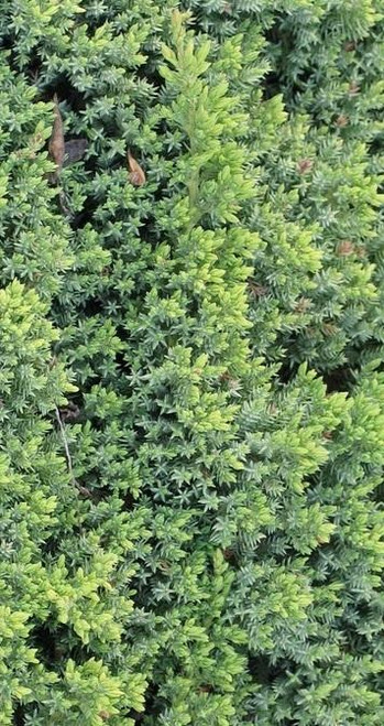 Juniperus procumbens Nana 3.5 inch pot