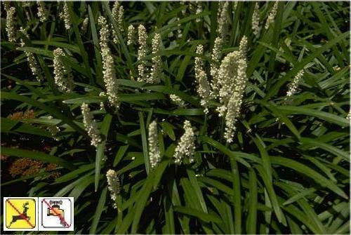 Liriope muscari Monroe White bare root plant