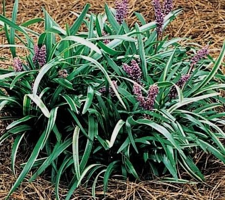 Liriope spicata Silver Dragon 3.5 inch pot