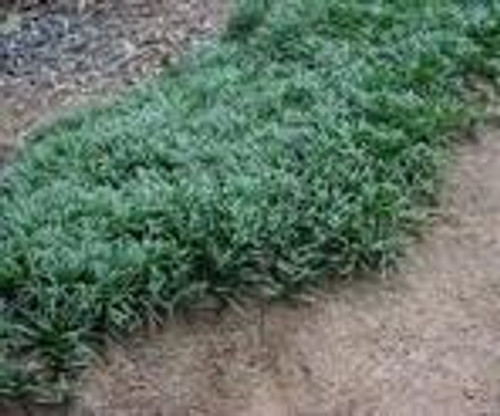 Ophiopogon japonicus Nana bare root plant