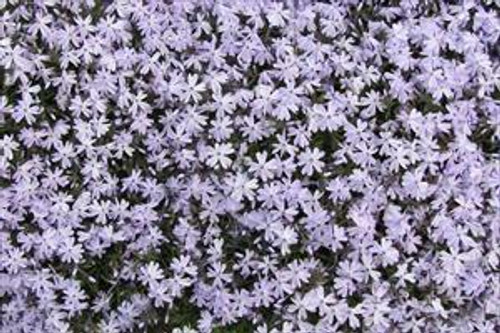 Phlox subulata Blue Emerald 3.5 inch pot Phlox subulata Blue Emerald 3.5 inch pot