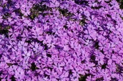 Phlox subulata Purple Beauty 3.5 inch pot