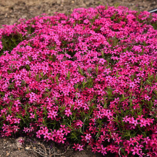 Phlox subulata 'Red Wing' (3.5 inch pot) Phlox subulata 'Red Wing' (3.5 inch pot)