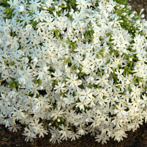 Phlox subulata 'Snowflake' shipped from Grower to your door