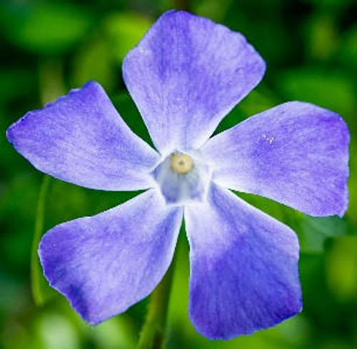 Vinca major 'Green' (3.5 inch pot)