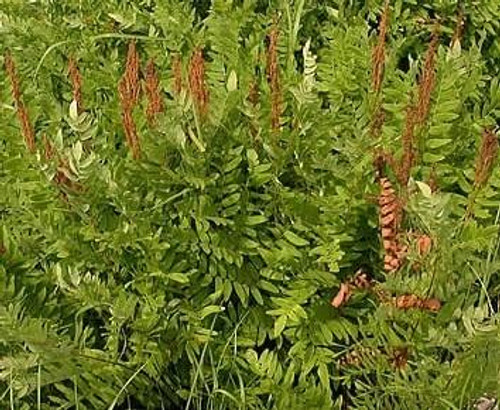 Osmunda regalis 3.5 inch pot