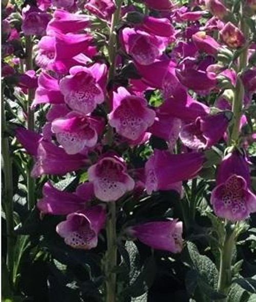 Digitalis p. Dalmatian Rose 10ct Quarts