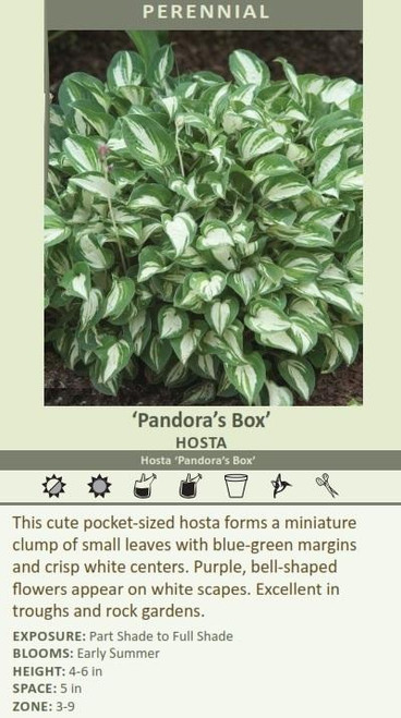 Hosta Pandoras Box 10ct Quarts