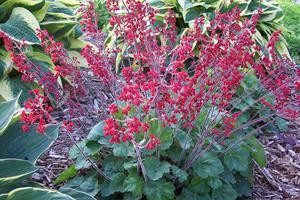 Heuchera s Ruby Bells 30ct Flat