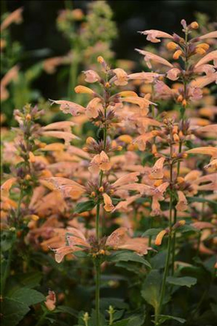 Agastache Mango Tango PPAF 30ct Flat