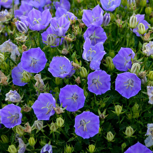 Campanula c. 'Rapido Blue' (30)ct Flat