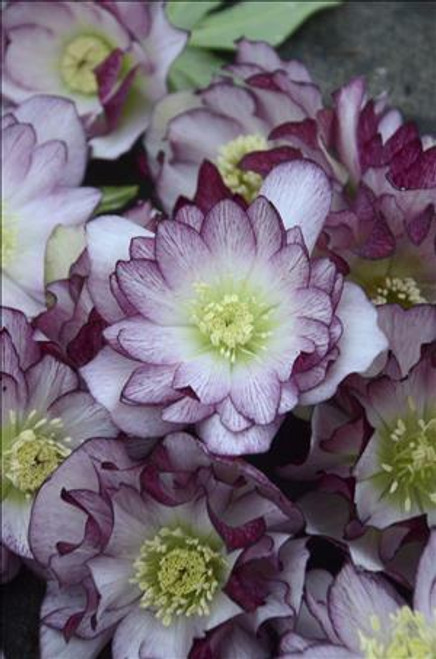 Helleborus Blushing Bridesmaid - WEDDING PARTY Series 30ct Flat