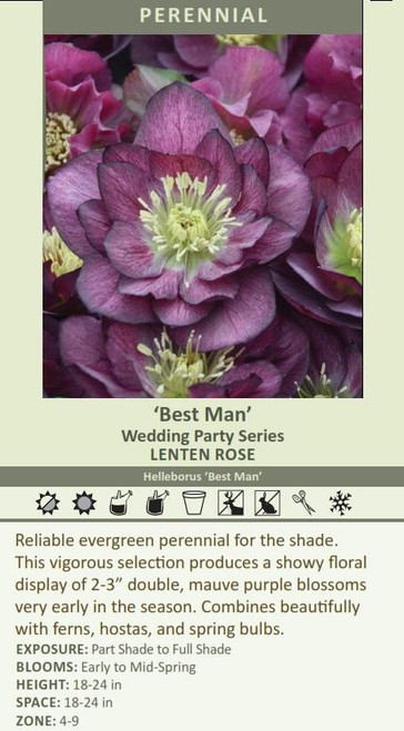 Helleborus Best Man - WEDDING PARTY Series 30ct Flat