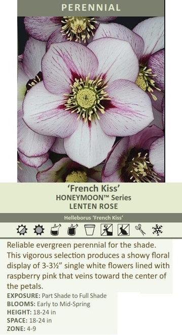 Helleborus French Kiss - HONEYMOON Series 30ct Flat