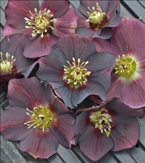 Helleborus Rome in Red - HONEYMOON Series 30ct Flat