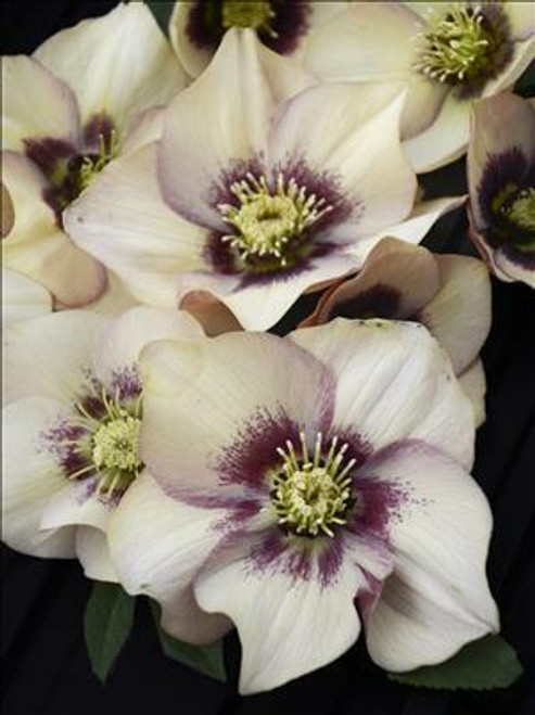 Helleborus Sandy Shores - HONEYMOON Series 30ct Flat