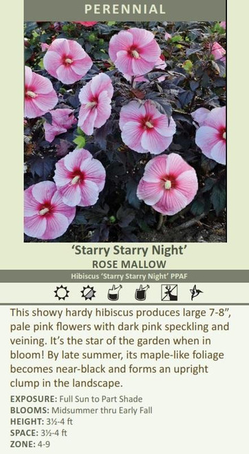 Hibiscus Starry Starry Night PPAF 25 BR Plants