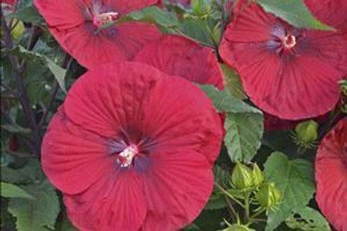 Hibiscus Vintage Wine PPAF 25 BR Plants