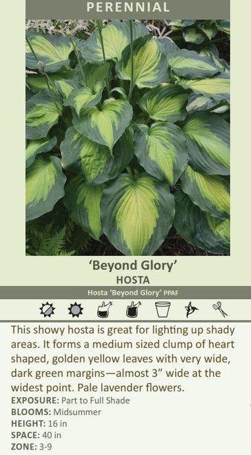 Hosta Beyond Glory PP28784 20ct Flat