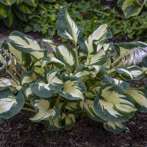 Hosta Hans 20ct Flat