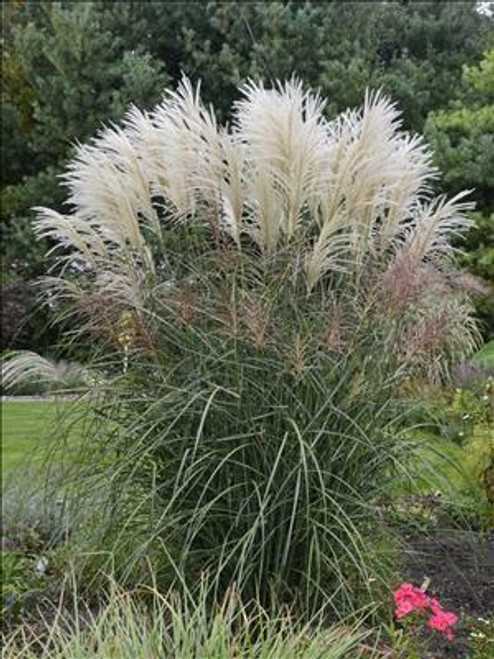 Miscanthus s Encore PPAF 30ct Flat