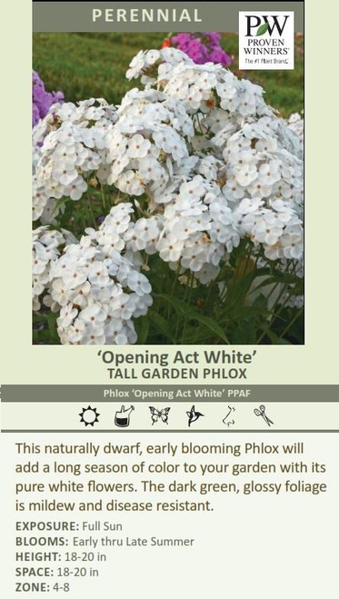 Phlox Opening Act White PP27461 25 BR Plants